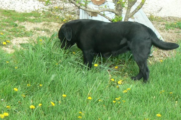 black female labrador retriever