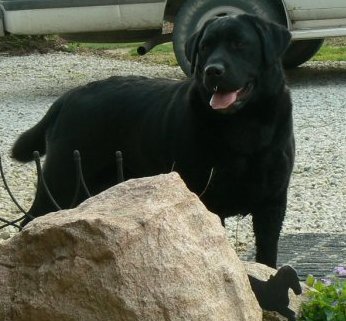 Black female labrador retriever