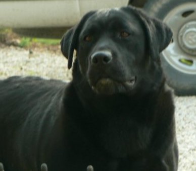 black female labrador retriever