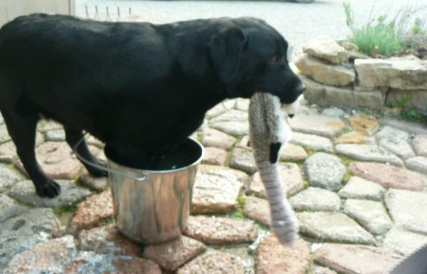 black female labrador retriever