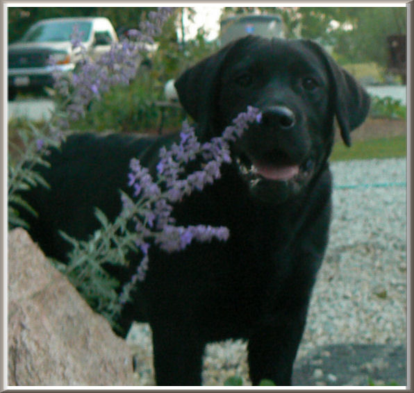 black female labrador retriever