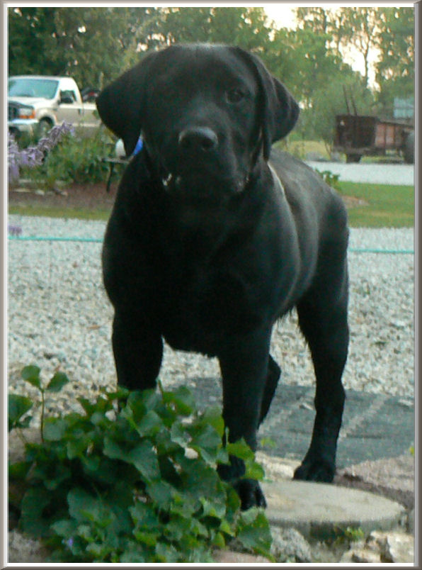 black female labrador retriever