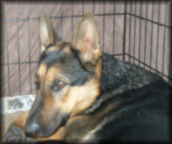 female german shepherd 