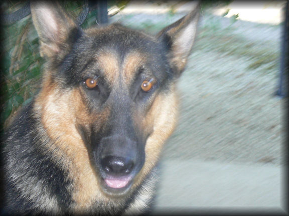 female german shepherd 